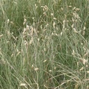 Texoka Buffalograss 8