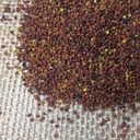 YUCHI ARROWLEAF CLOVER