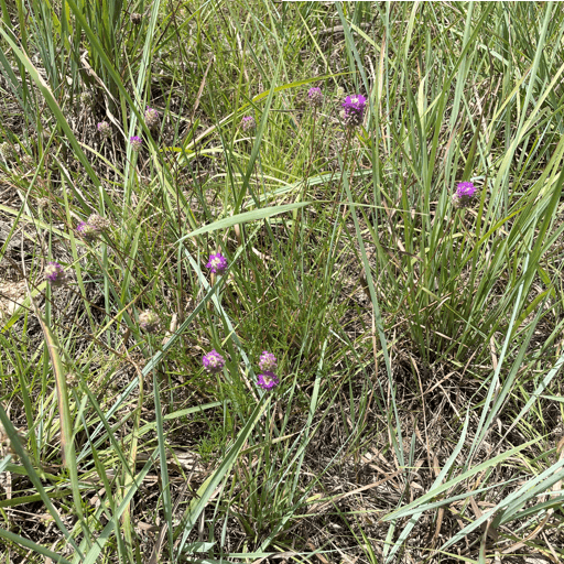 Cuero Purple Prairie Clover 5