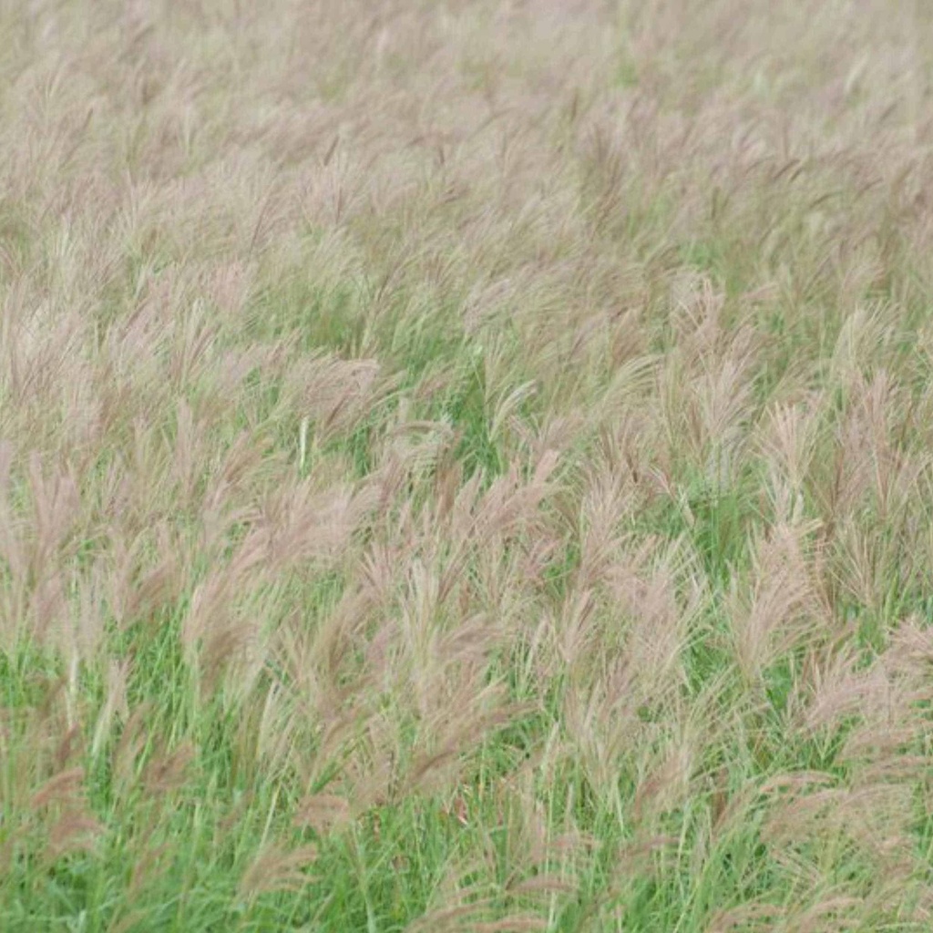 HIDALGO MULTIFLOWER RHODES GRASS 3