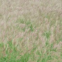 HIDALGO MULTIFLOWER RHODES GRASS 3