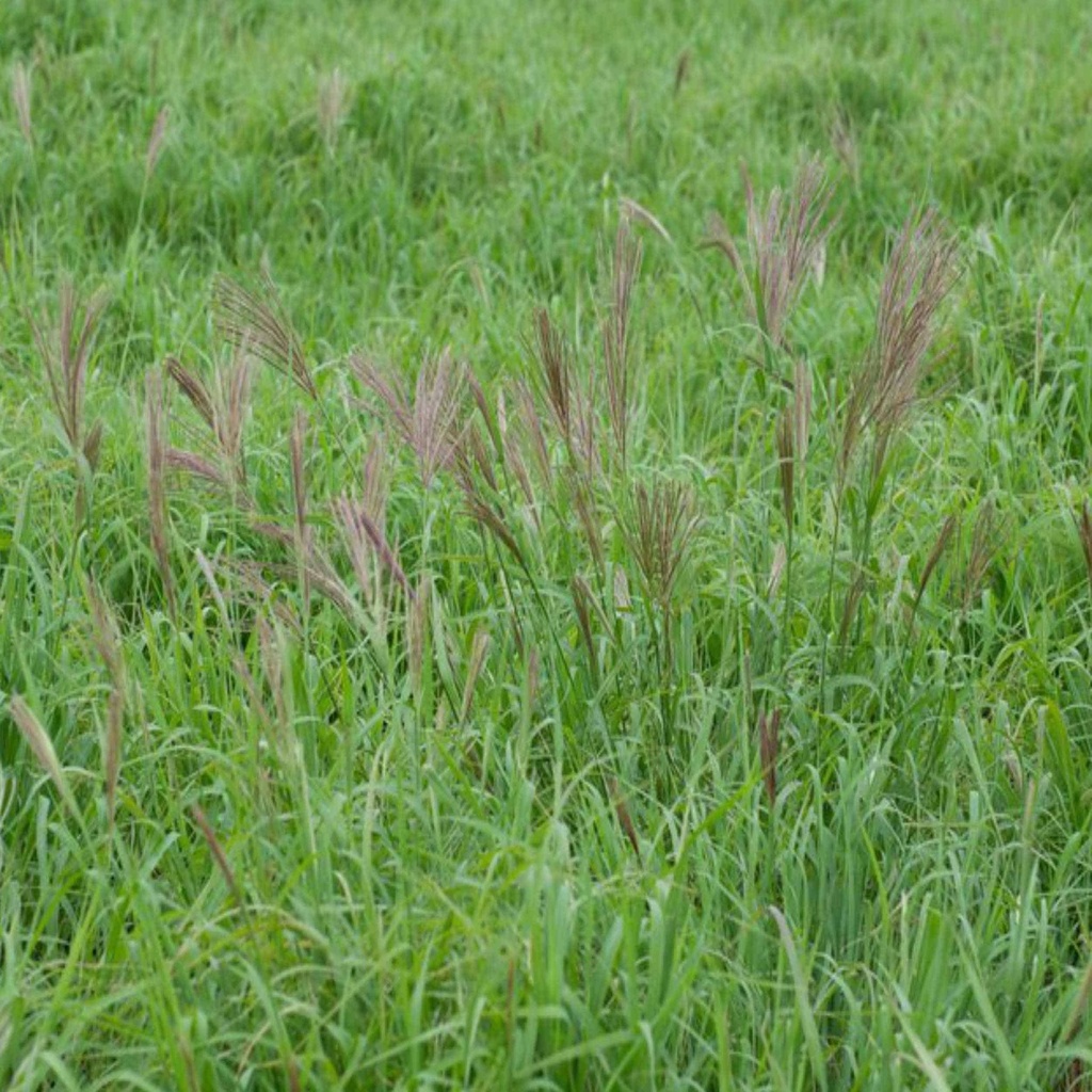 HIDALGO MULTIFLOWER RHODES GRASS 4