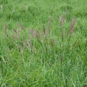 HIDALGO MULTIFLOWER RHODES GRASS 4