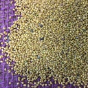 [CLH-WEBSITE] HUBAM CLOVER (5 LB)