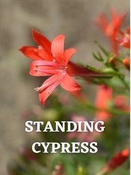 [FLCYP-WEBSITE] STANDING CYPRESS (PACKET)