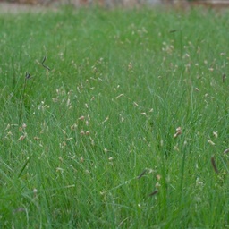 [NATHAB-WEBSITE] HABITURF NATIVE LAWN MIX