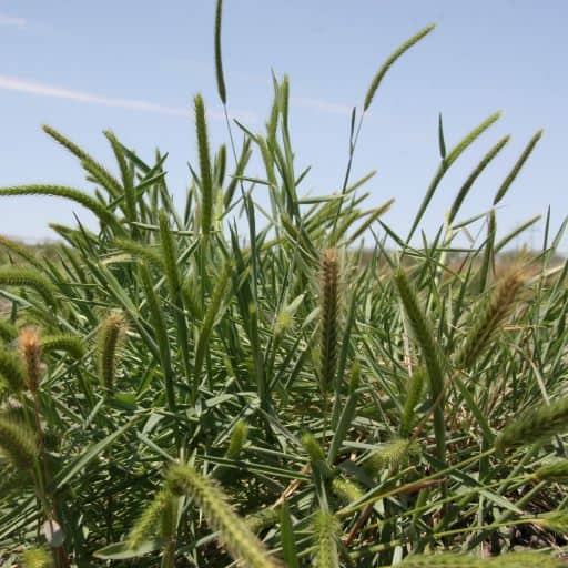 [REQ QUOTE-LITBARC] CIBOLO LITTLE BARLEY