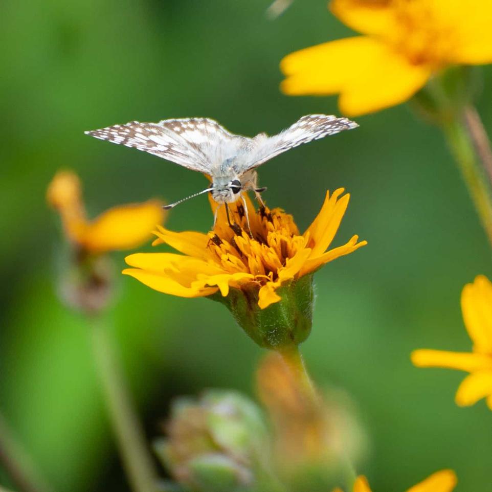 Feed the B's Pollinator Mix 