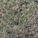 Texoka Buffalograss 3