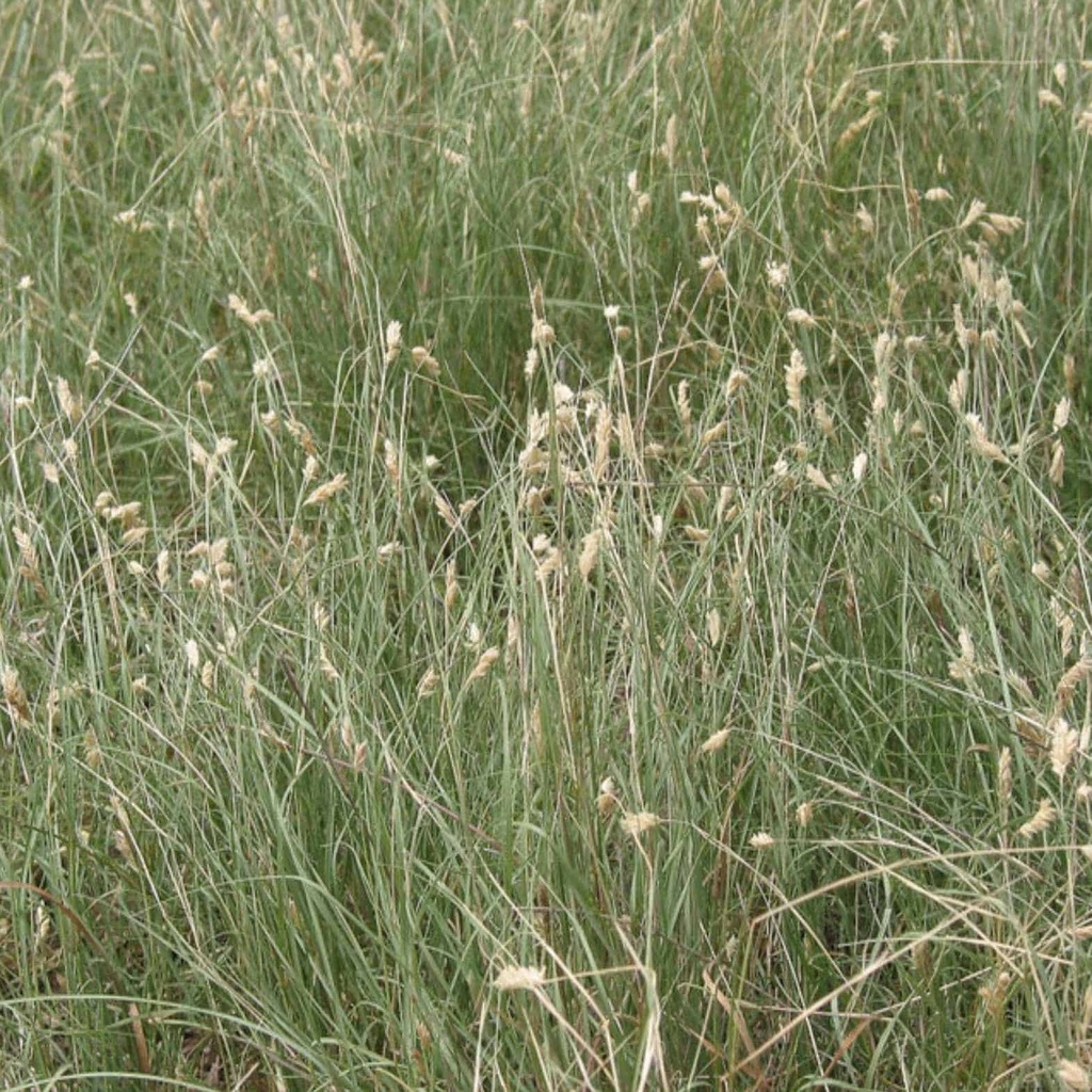 Texoka Buffalograss 4