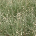 Texoka Buffalograss 4