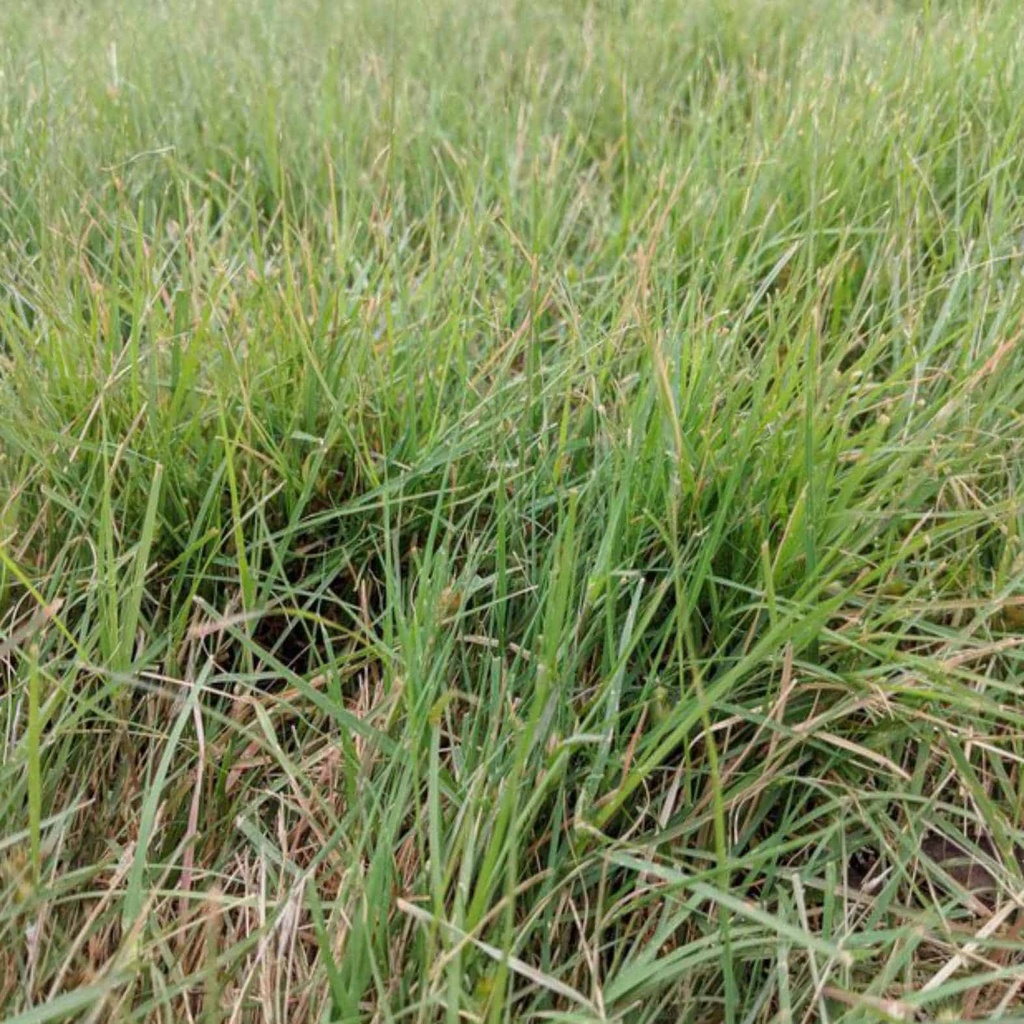 Texoka Buffalograss 5