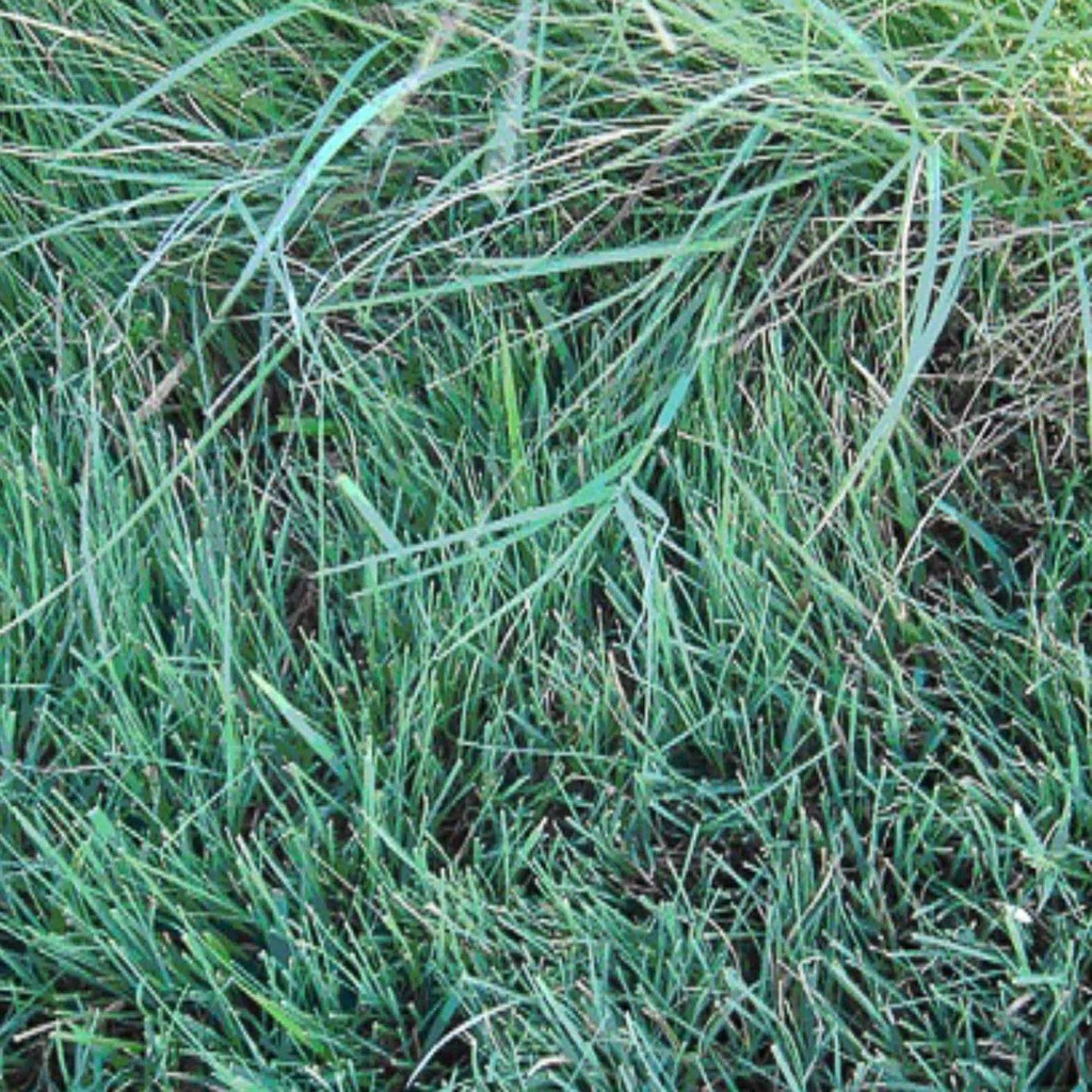 Texoka Buffalograss 7