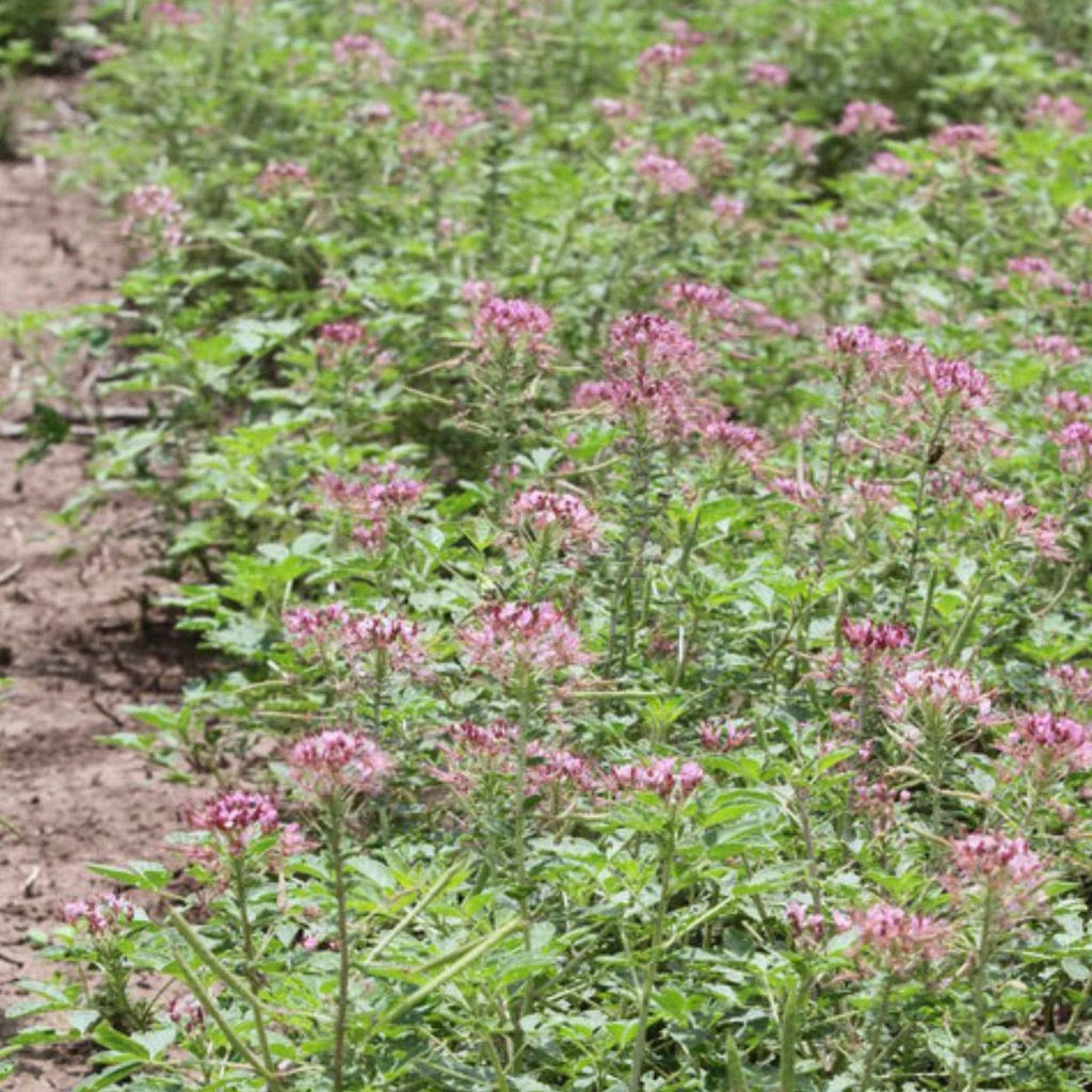 Zapata Rio Grande Clammyweed 6