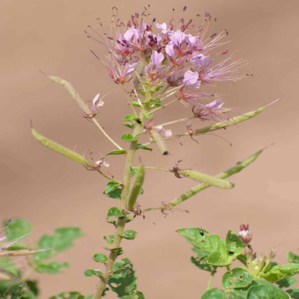 Zapata Rio Grande Clammyweed 8