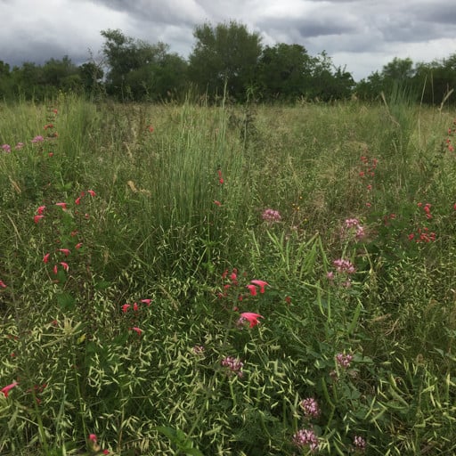 Zapata Rio Grande Clammyweed 11