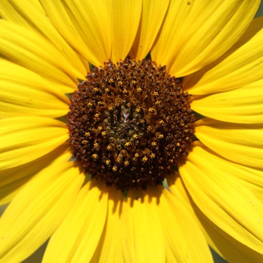 NATIVE SUNFLOWER 2