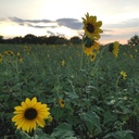 NATIVE SUNFLOWER 3