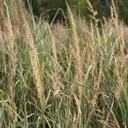 Wilson Indiangrass 4