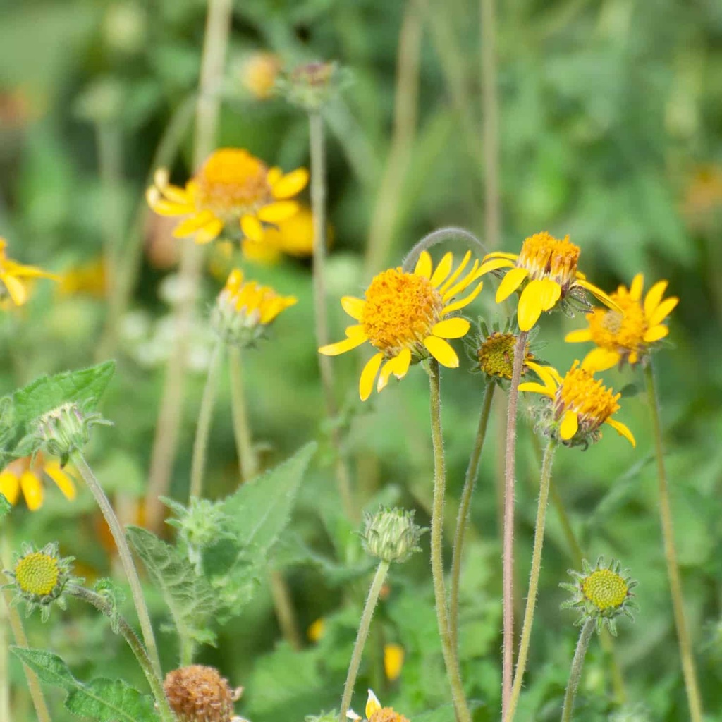 VENADO AWNLESS BUSH SUNFLOWER 2