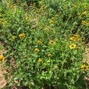 VENADO AWNLESS BUSH SUNFLOWER 3