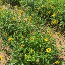 VENADO AWNLESS BUSH SUNFLOWER 5