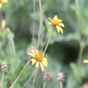 VENADO AWNLESS BUSH SUNFLOWER 7