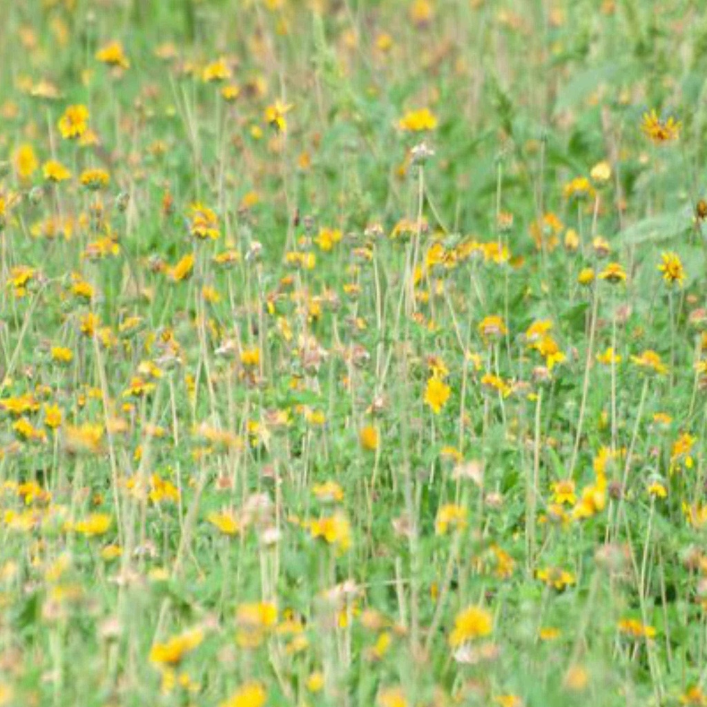 VENADO AWNLESS BUSH SUNFLOWER 11