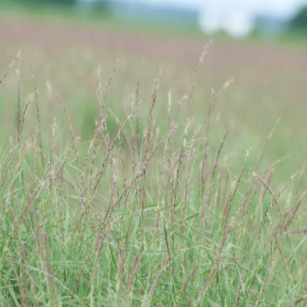 South Texas Sideoats Grama 2