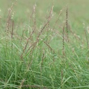 South Texas Sideoats Grama 3