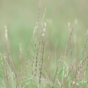 South Texas Sideoats Grama 4