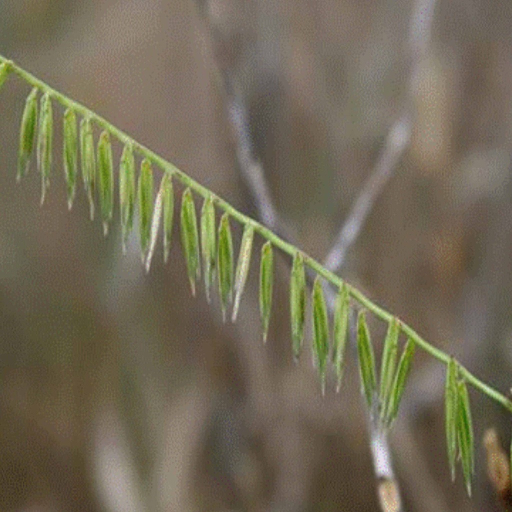 SOUTH TEXAS SIDEOATS GRAMA 2