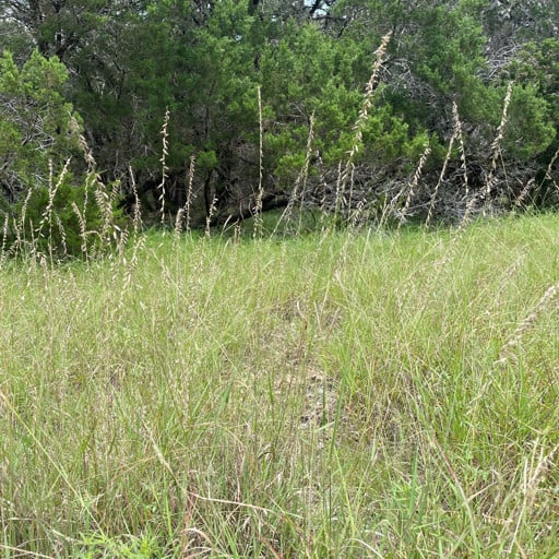 SOUTH TEXAS SIDEOATS GRAMA 3