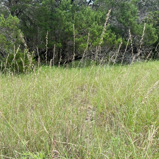 SOUTH TEXAS SIDEOATS GRAMA 3