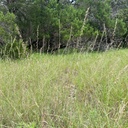 SOUTH TEXAS SIDEOATS GRAMA 3