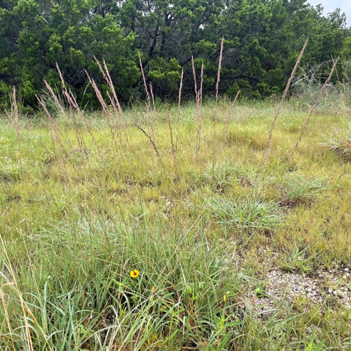 SOUTH TEXAS SIDEOATS GRAMA 4