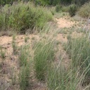 Sand Dropseed 3