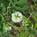 Rio Grande Prairie Acacia 5