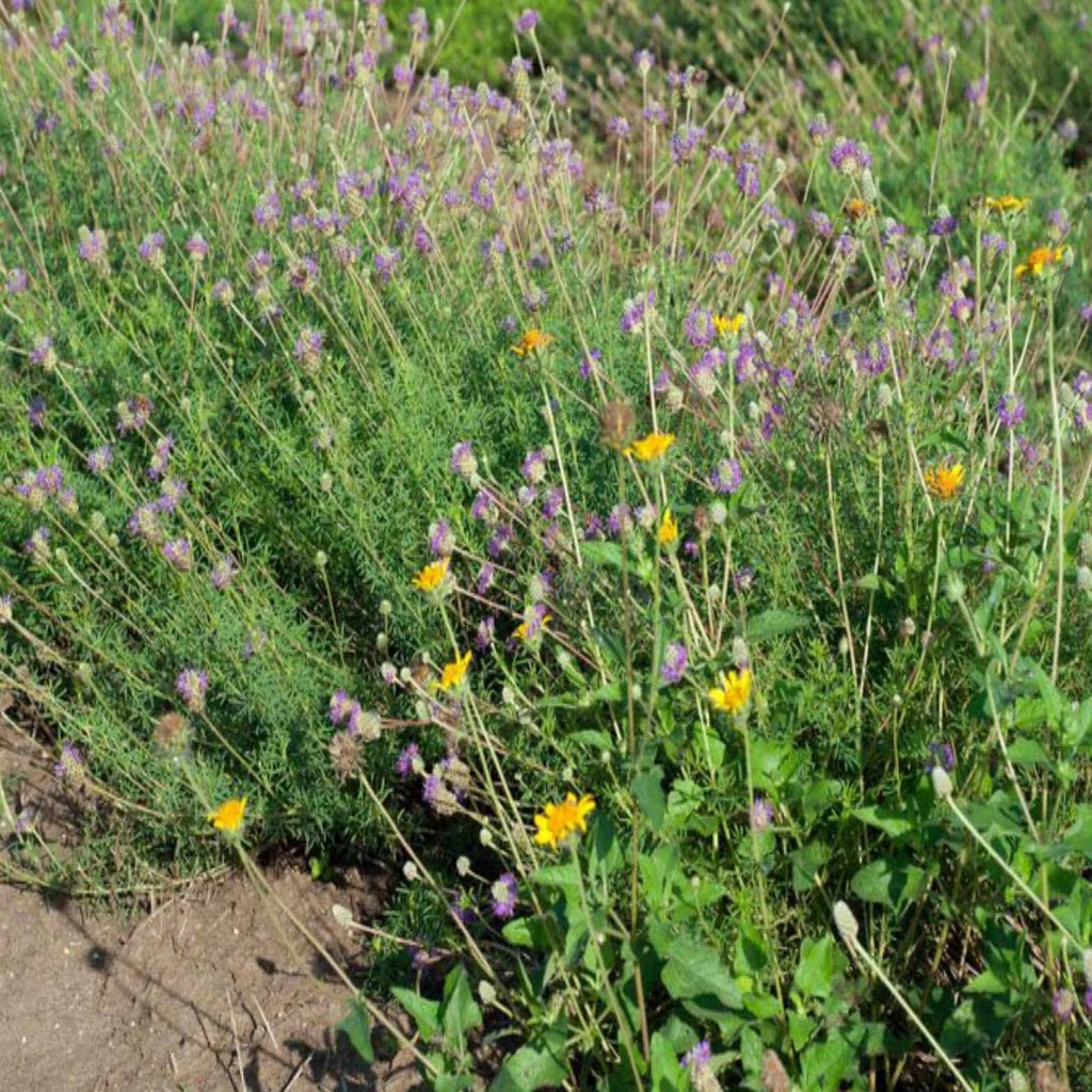 Cuero Purple Prairie Clover 3