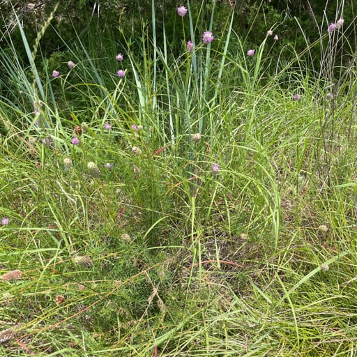 Cuero Purple Prairie Clover 4