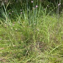 Cuero Purple Prairie Clover 4