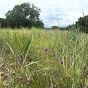 Cuero Purple Prairie Clover 6