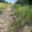 Cuero Purple Prairie Clover 7