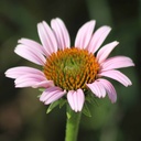 Purple Coneflower 2