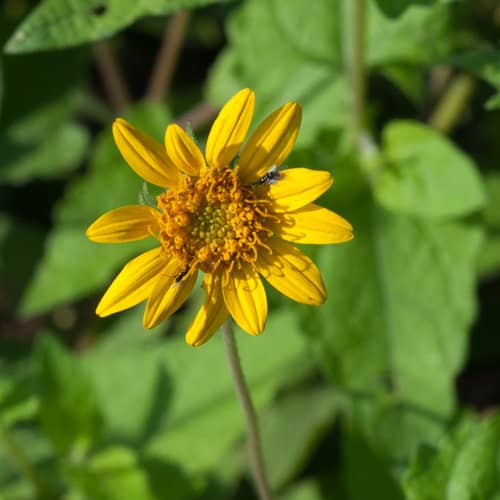 PLATEAU AWNLESS BUSH SUNFLOWER 2