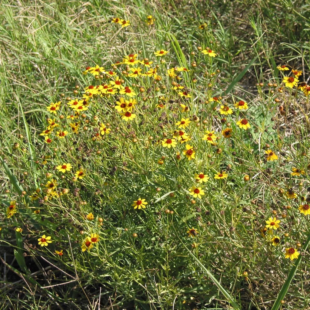 Plains Coreopsis 2