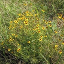 Plains Coreopsis 2