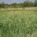 Plains Bristlegrass 3