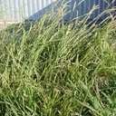 Plains Bristlegrass 5