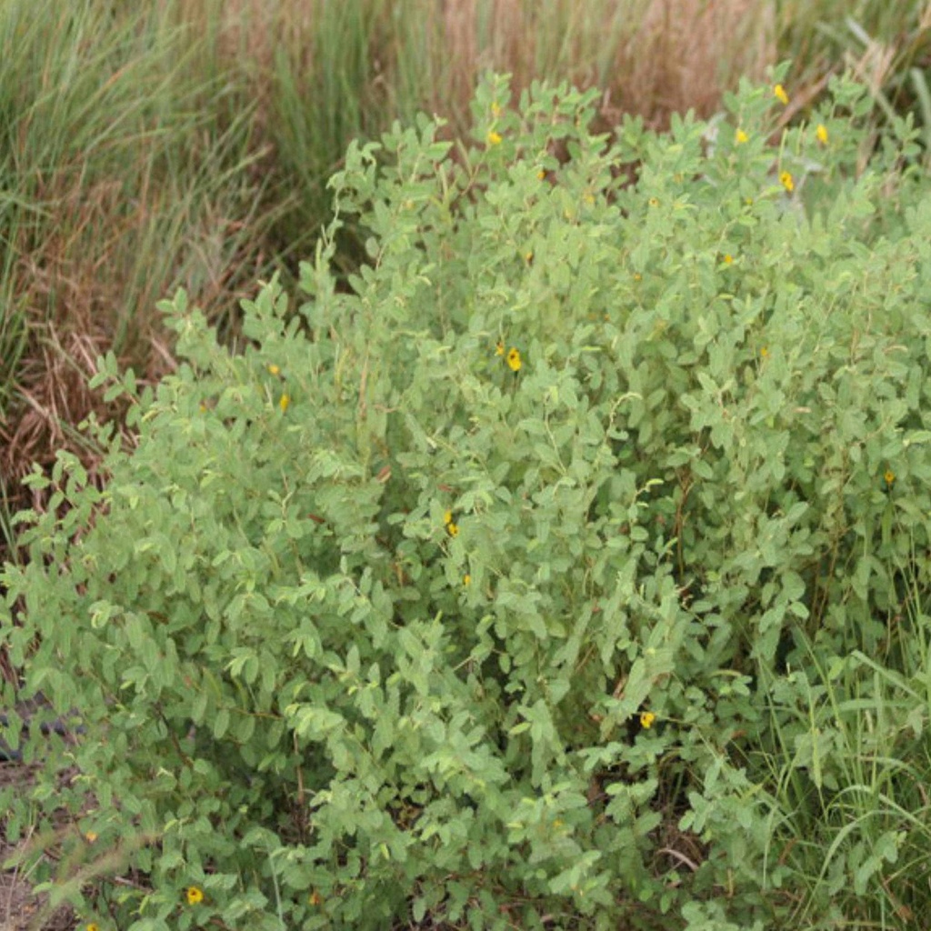 Partridge Peas 2